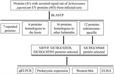 Schistosoma japonicum extracellular vesicle proteins serve as effective biomarkers for diagnosing parasite infection